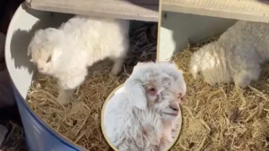 ক্রেতা দেখলেই ‘মরার ভান’, দামে রেকর্ড ভেড়া