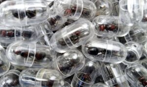 কেনিয়ায় ২ হাজারের বেশি রানী পিঁপড়া পাচারের চেষ্টা, চীনা নাগরিক গ্রেপ্তার